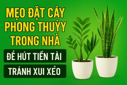 mẹo đặt cây phong thủy trong nhà thu hút tài lộc